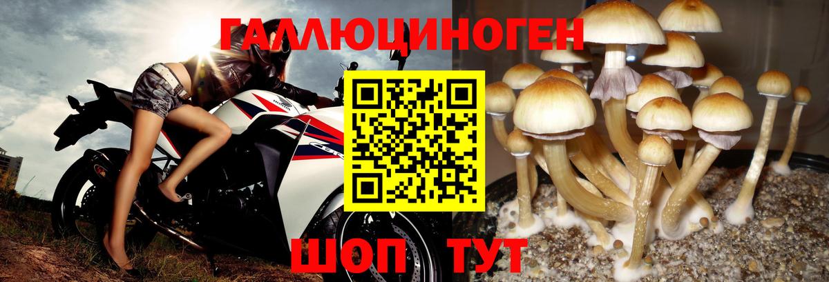Псилоцибиновые грибы Psilocybe Сорочинск